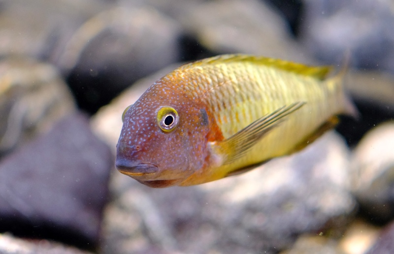 Tropheus moorii 'Cape Nangu'